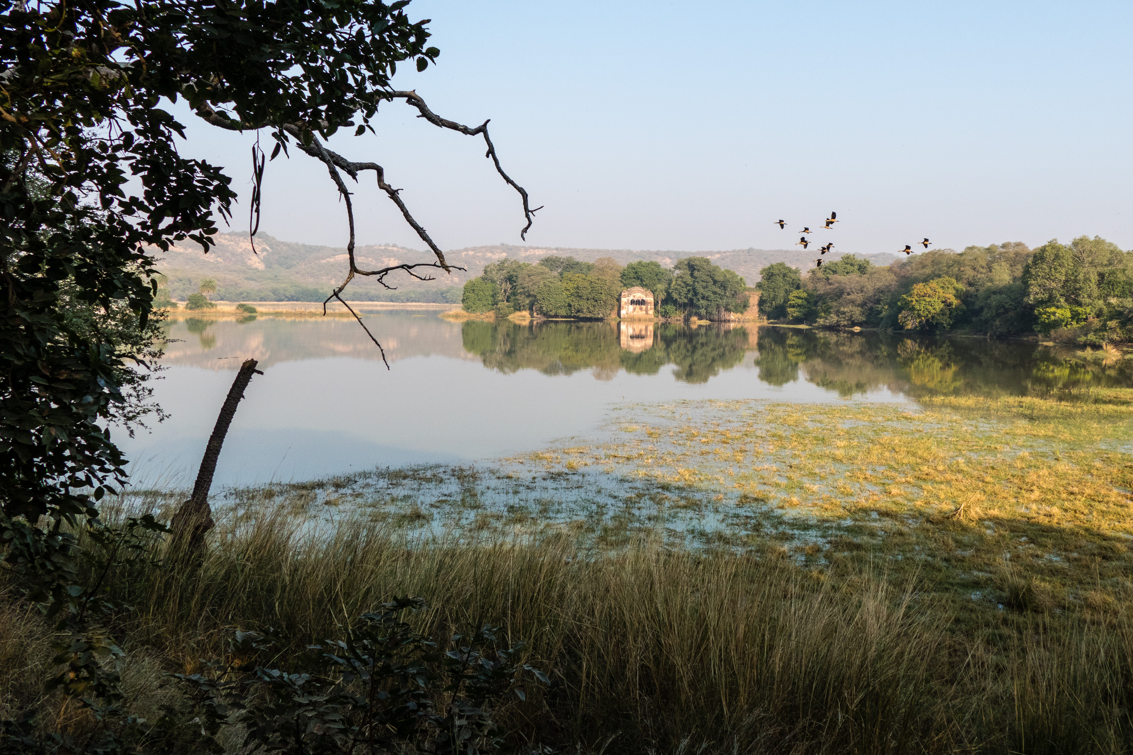 07 Ranthambore 16